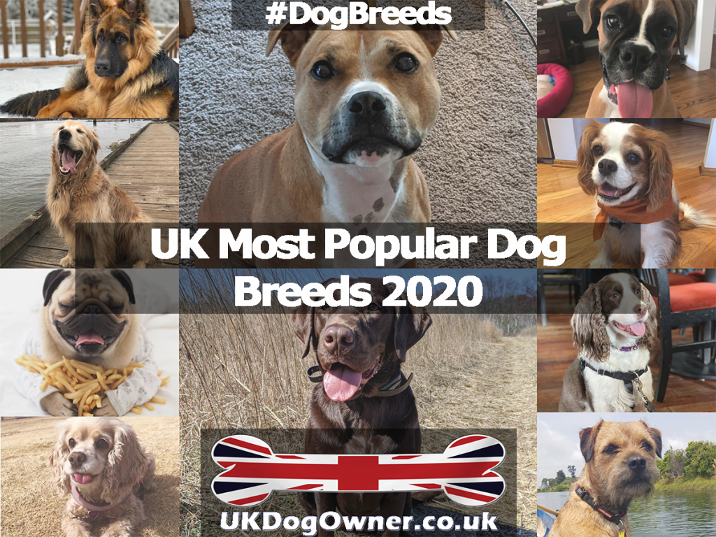UK Most Popular Dogs 2020 UK Dog Owner