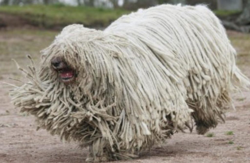 Komondor hypoallergenic best sale