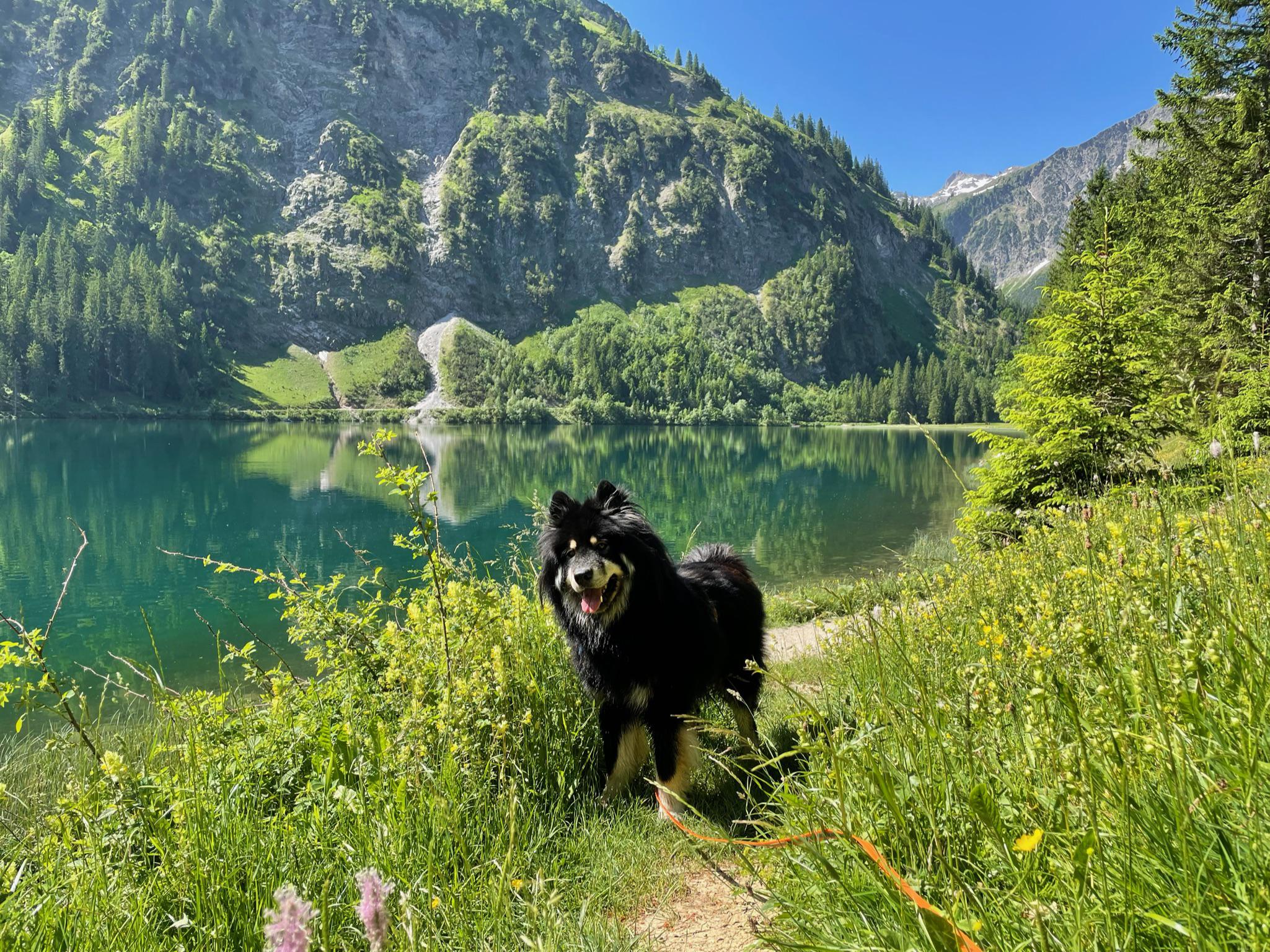 uk-dog-owner-big-boy-in-austria