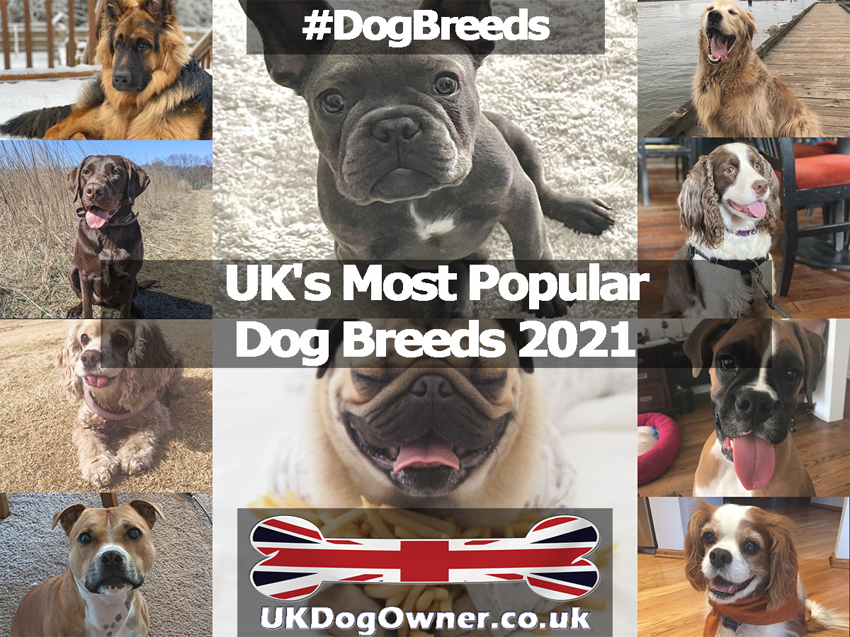 UK Most Popular Dogs 2021 UK Dog Owner