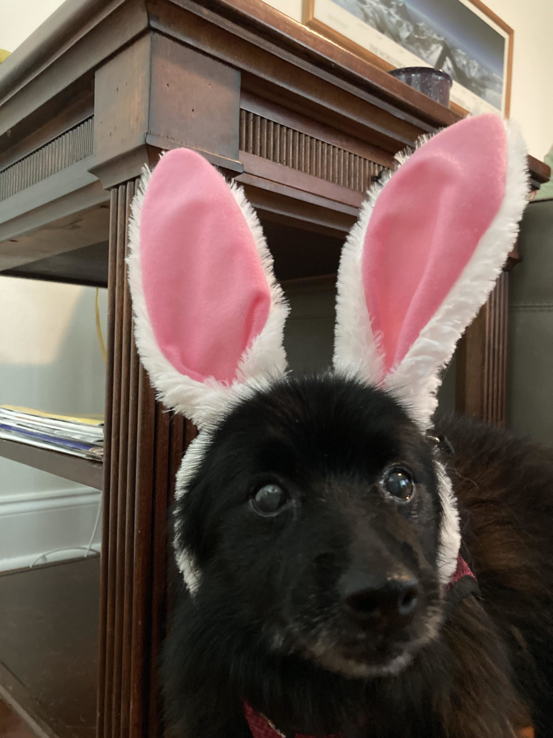 uk-dog-owner-vivian-the-bunny