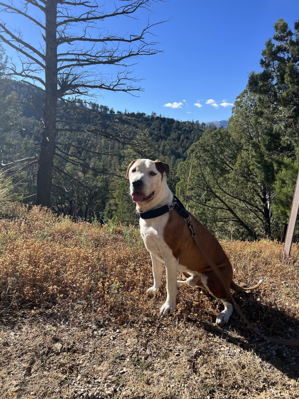 uk-dog-owner-the-happiest-boy