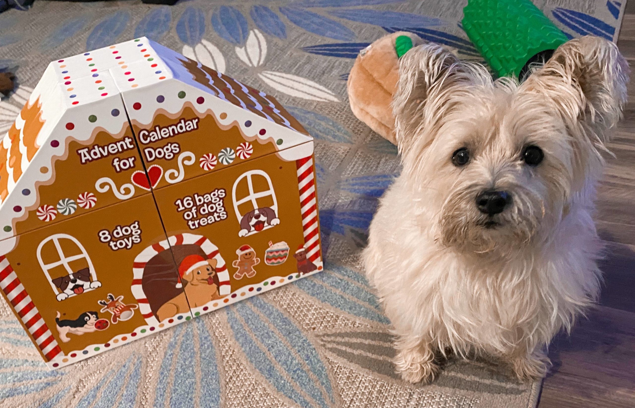 UK Dog Owner Costco makes these cute ‘lil advent calendars 😍