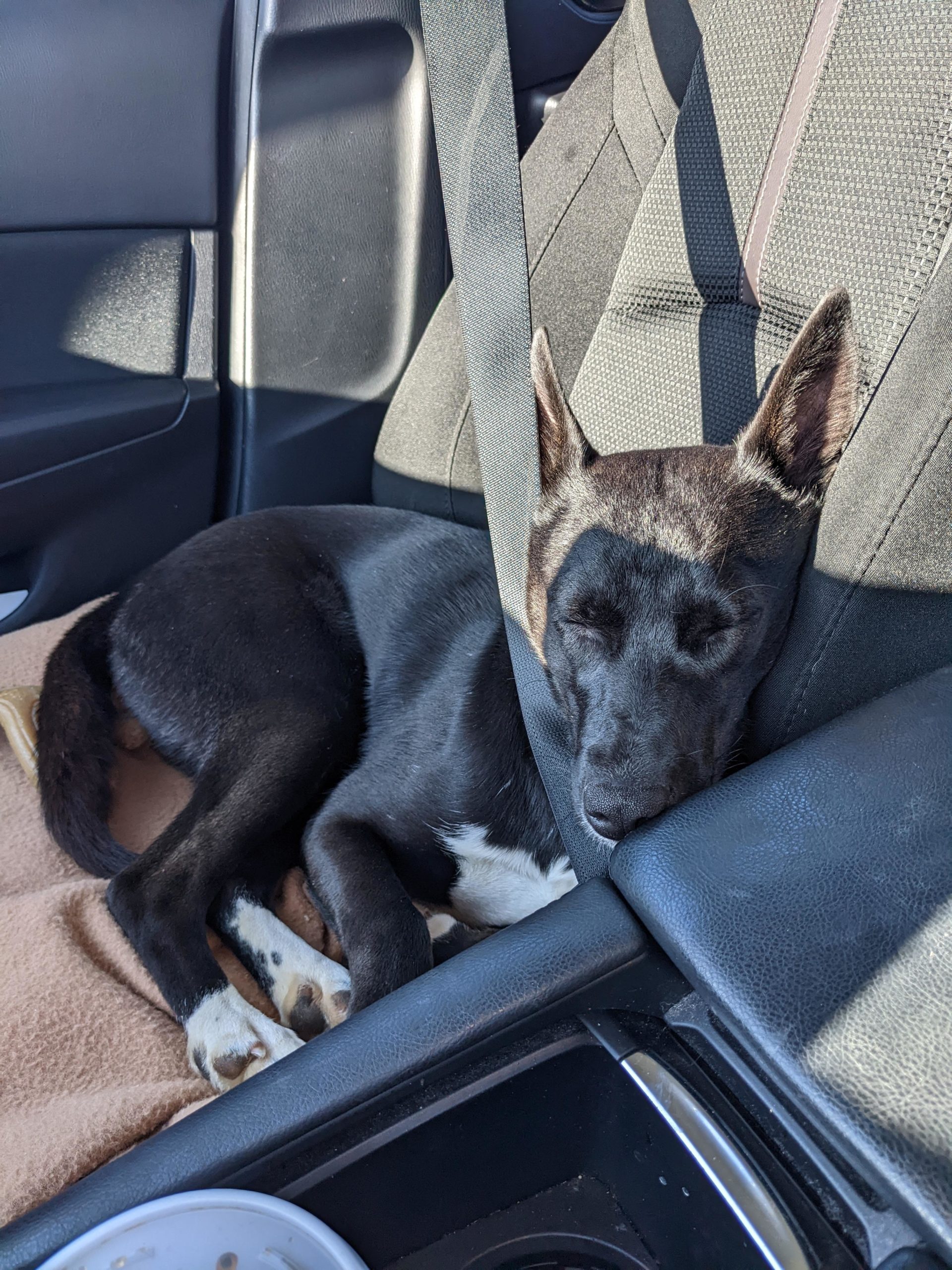 UK Dog Owner - Meet Spooky, Schipperke/Border Collie Lab mix