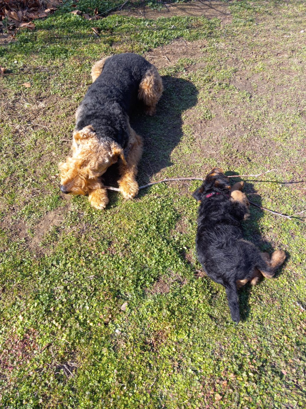 UK Dog Owner - branch manager and assistant branch manager