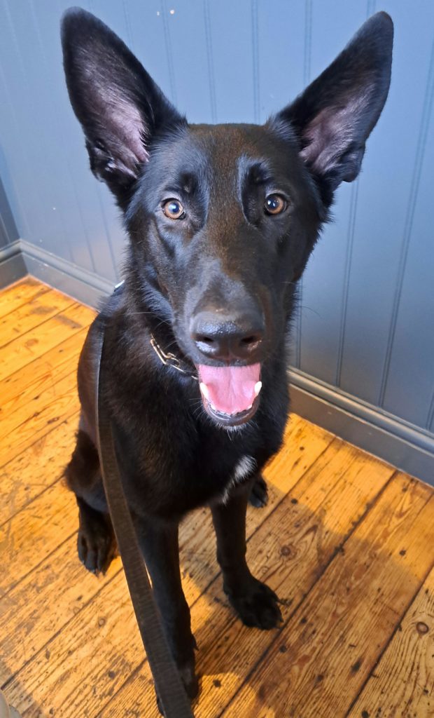 UK Dog Owner - My 9 month old velcro pup, Vincent. GSD x Malinois mix.