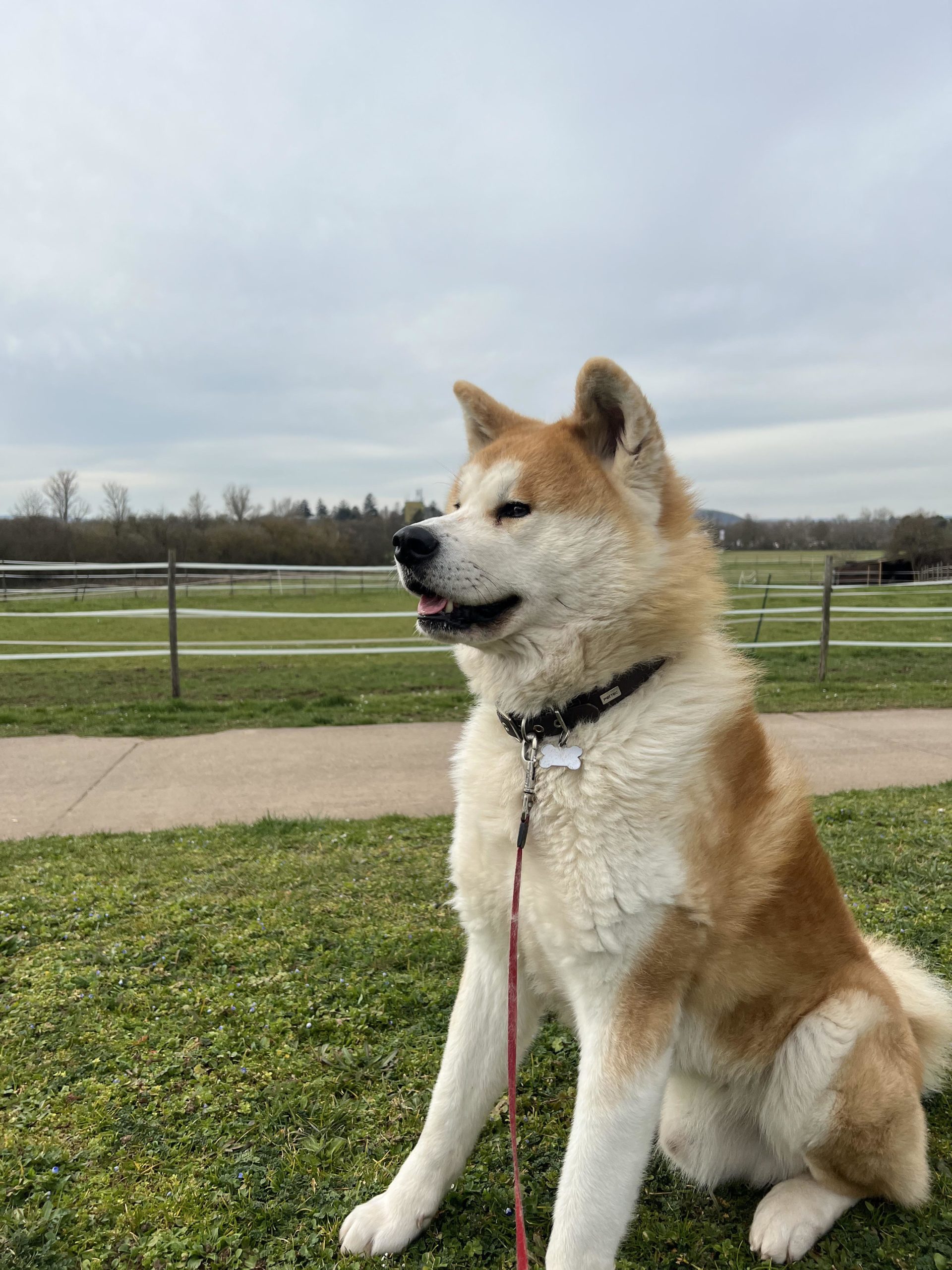 UK Dog Owner - Japanese Akita