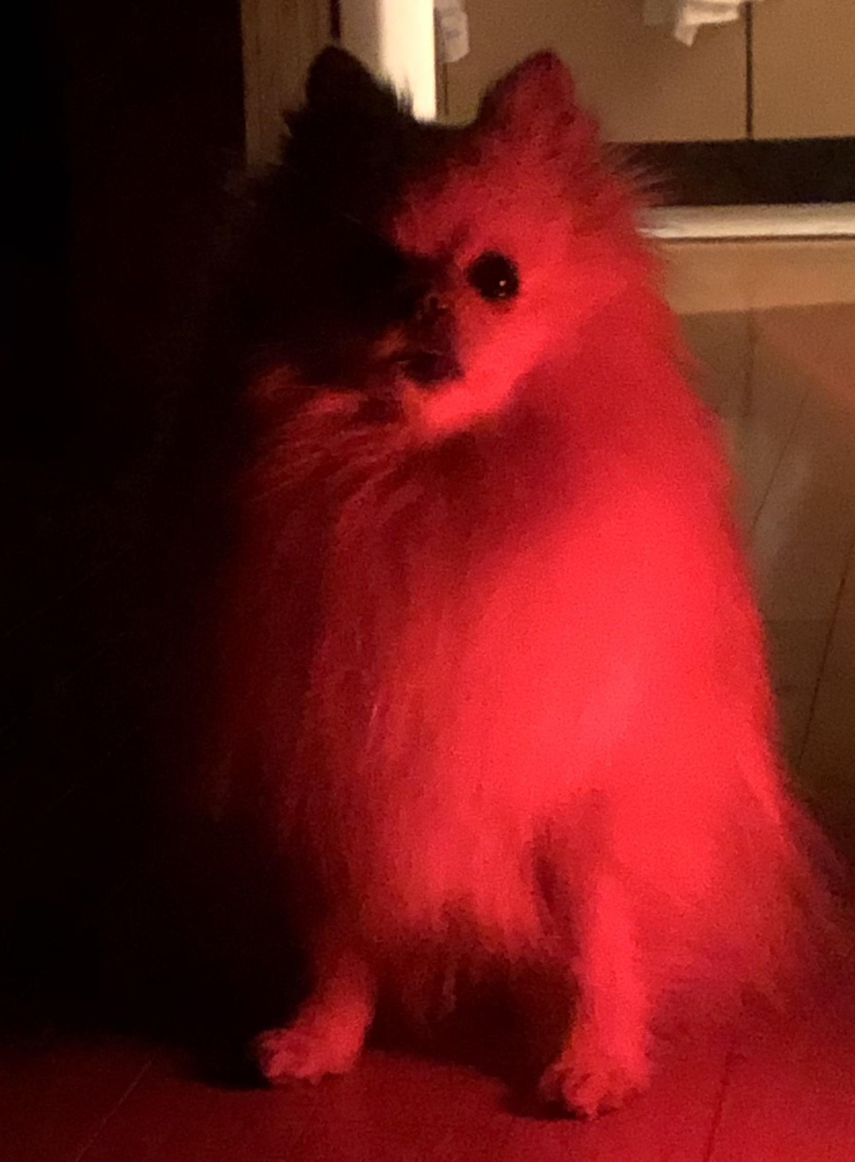 uk-dog-owner-devil-pom