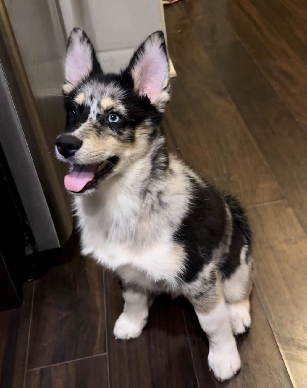 UK Dog Owner - Meet Bowie! 3.5 month old F1 pomsky