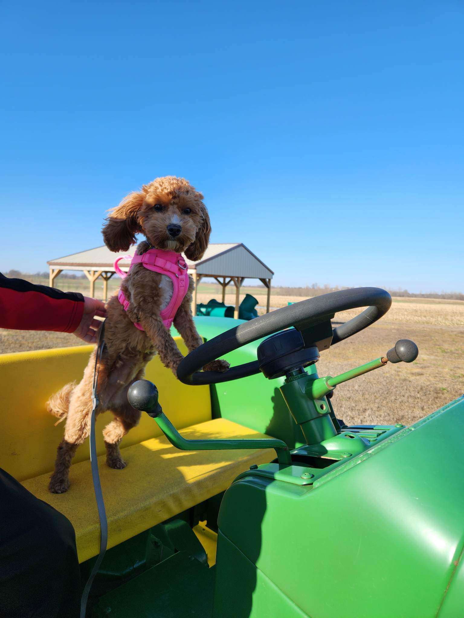 uk-dog-owner-farm-girl