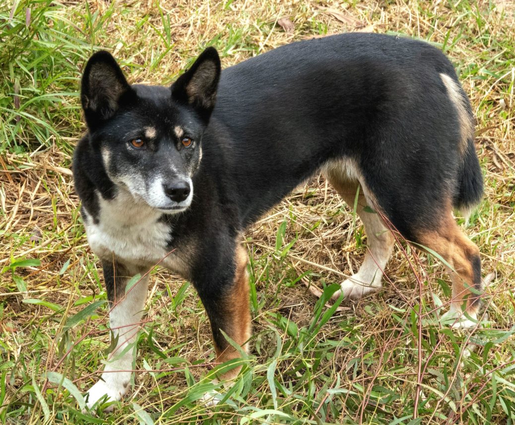 UK Dog Owner - Not a Kelpie..but I think they are brethren (Canis lupus ...