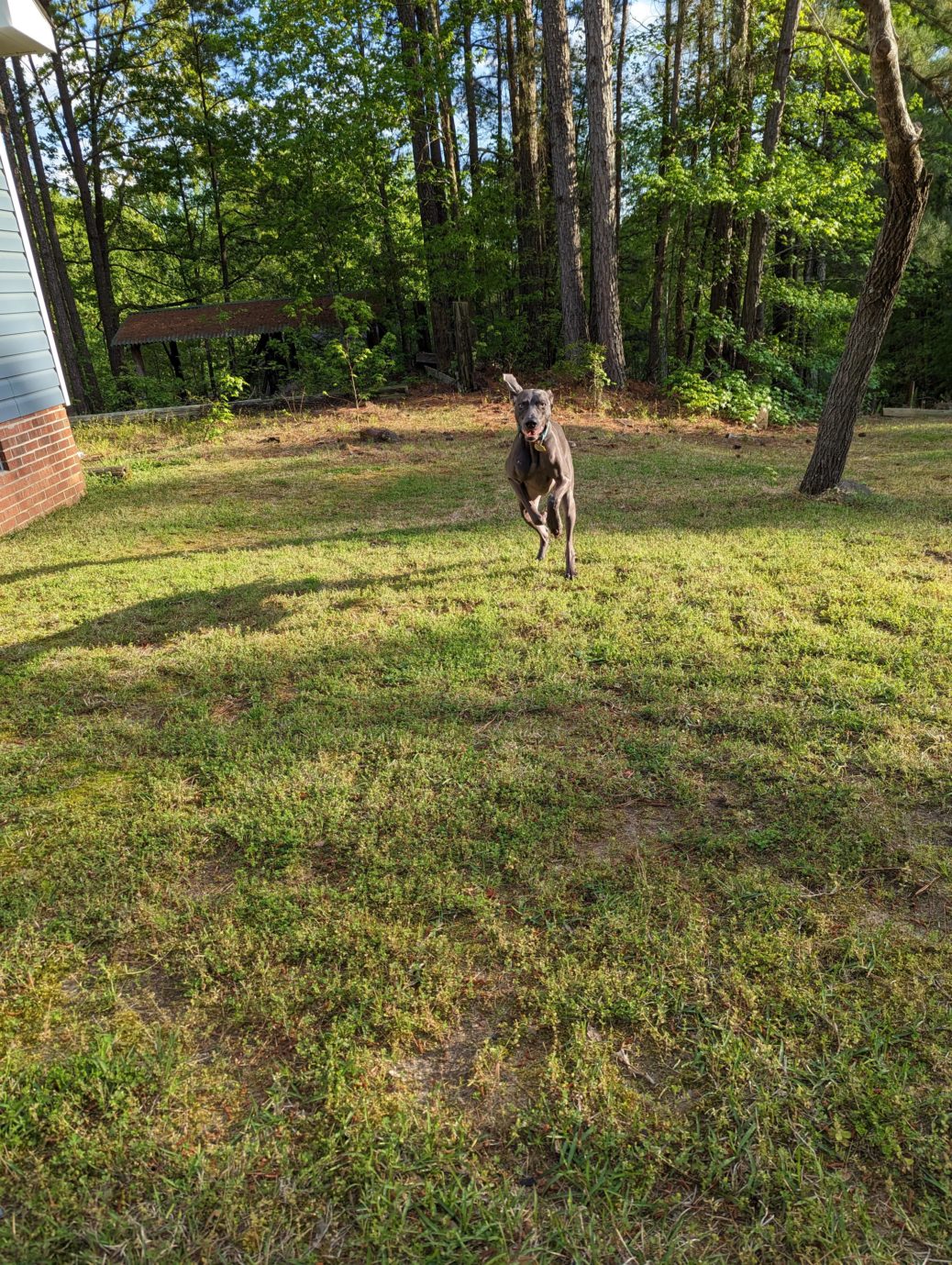 uk-dog-owner-you-mowed-the-grass