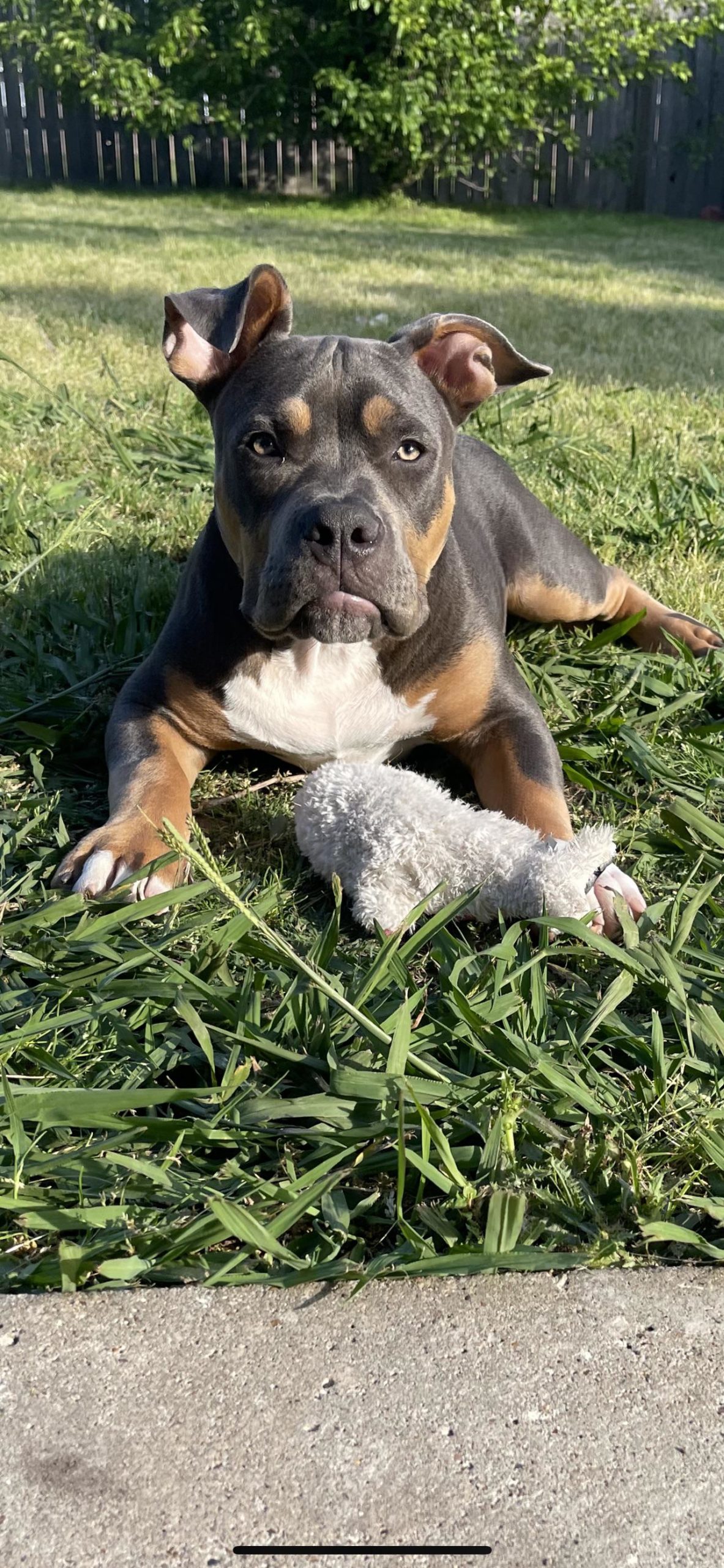 uk-dog-owner-good-boy-hank-reminds-you-to-touch-grass