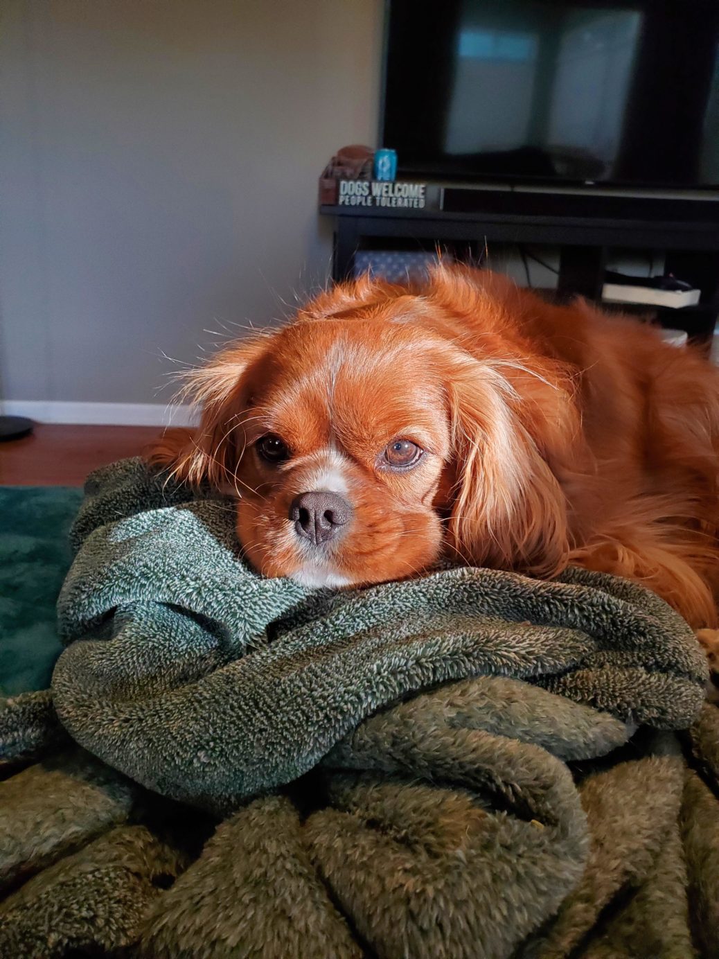 UK Dog Owner - Bilbo with a smoosh face in the sunlight.