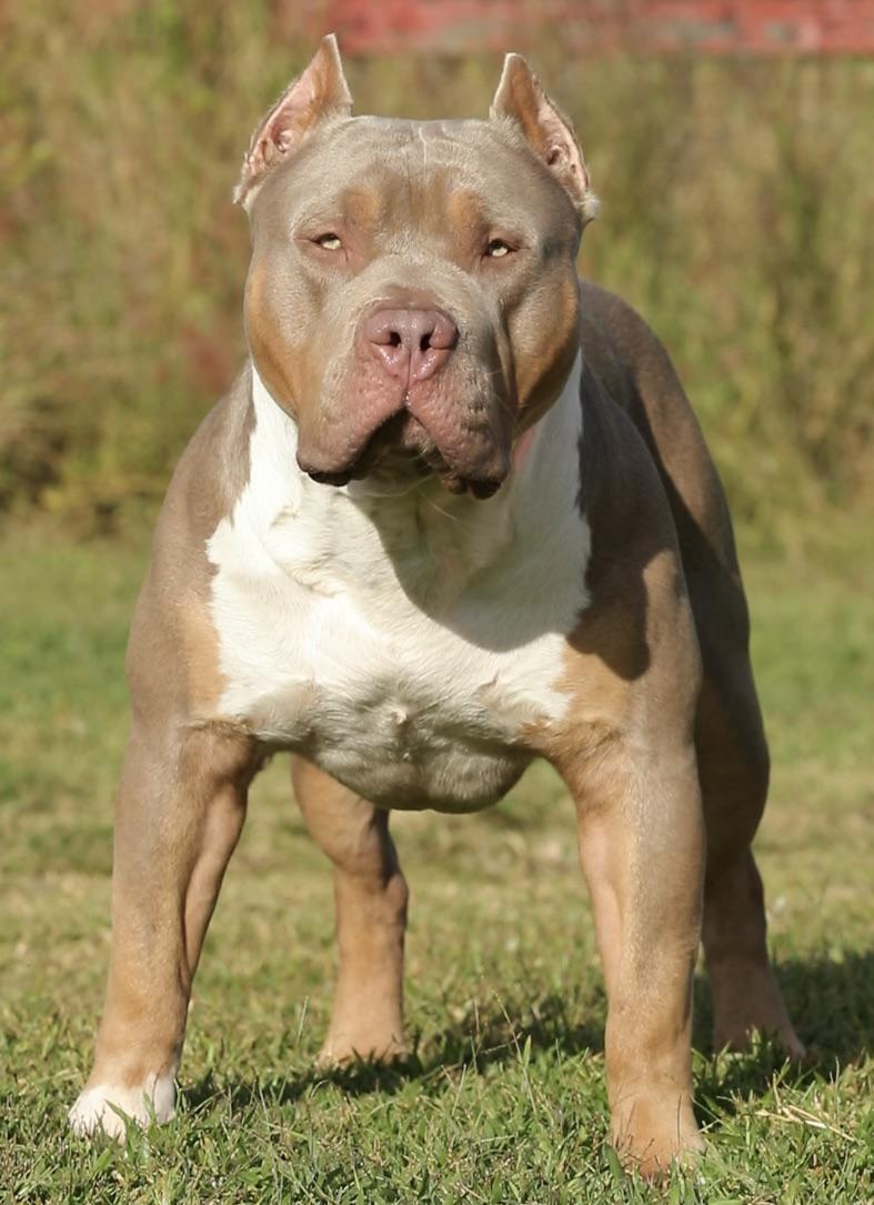 UK Dog Owner - The Famous Bossy’s Syko of Big Dawg Kennels💪🏼🔥🔥 19 ...