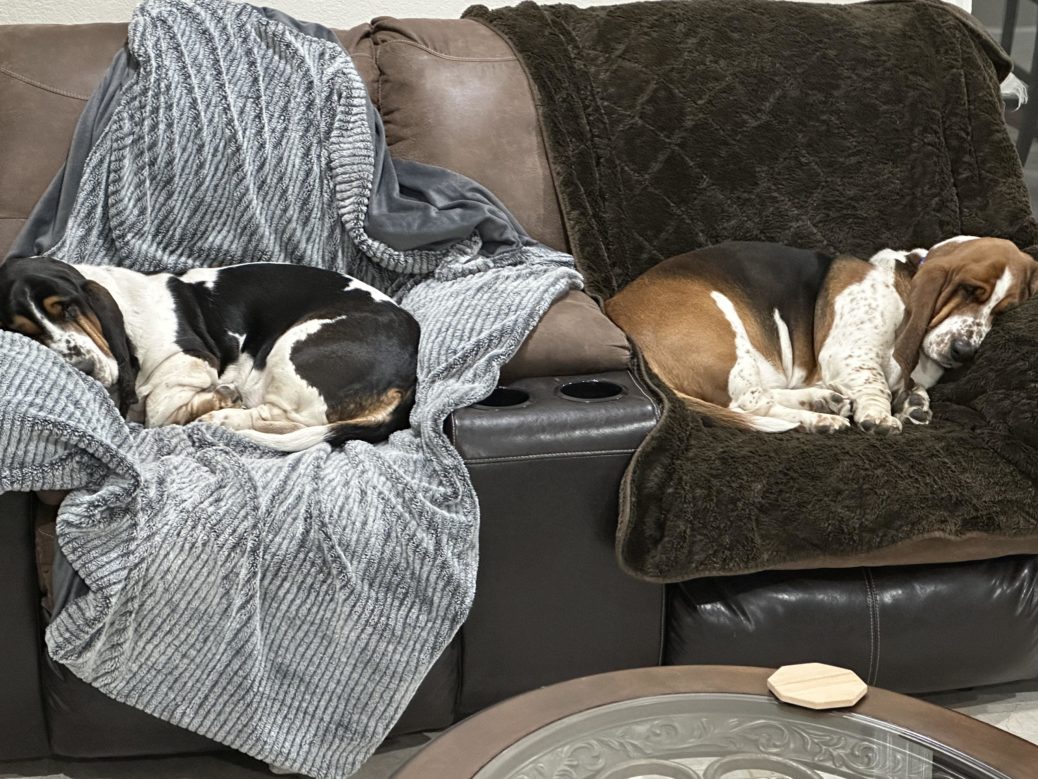 UK Dog Owner - This Vrbo home had the perfect dual basset couch Georgia ...