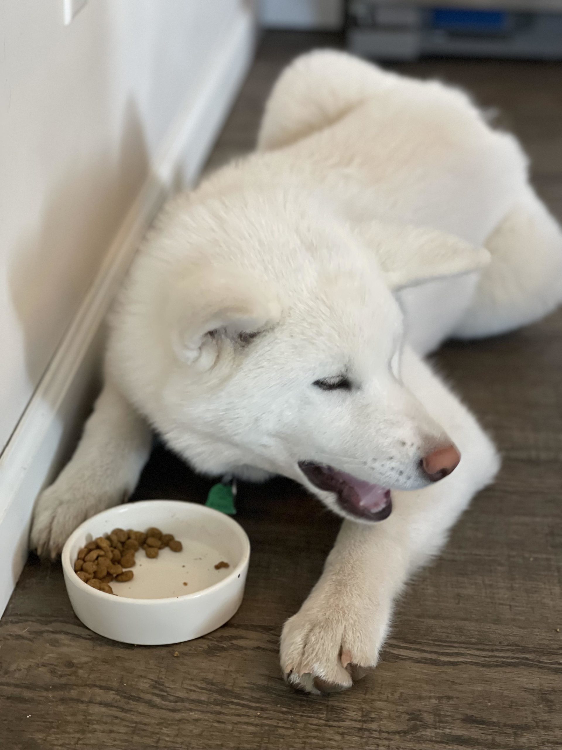 What Foods Are Akitas Not Able To Eat What Do Akitas Eat (12 Akita's Favorite Foods)