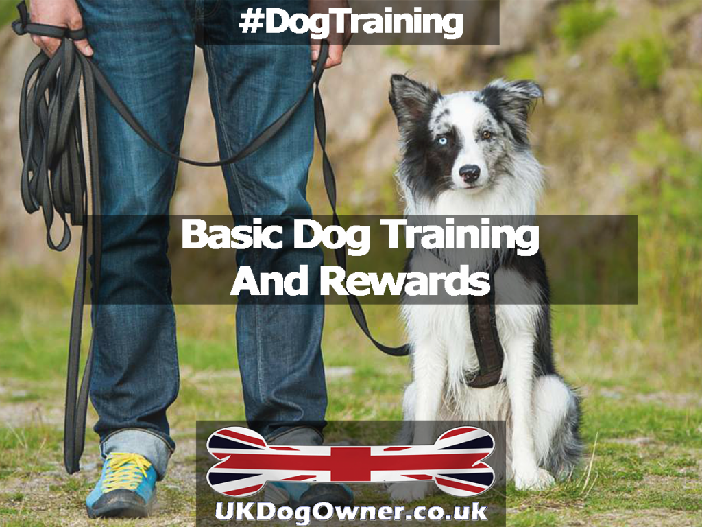 Basic Dog Training And Rewards UK Dog Owner