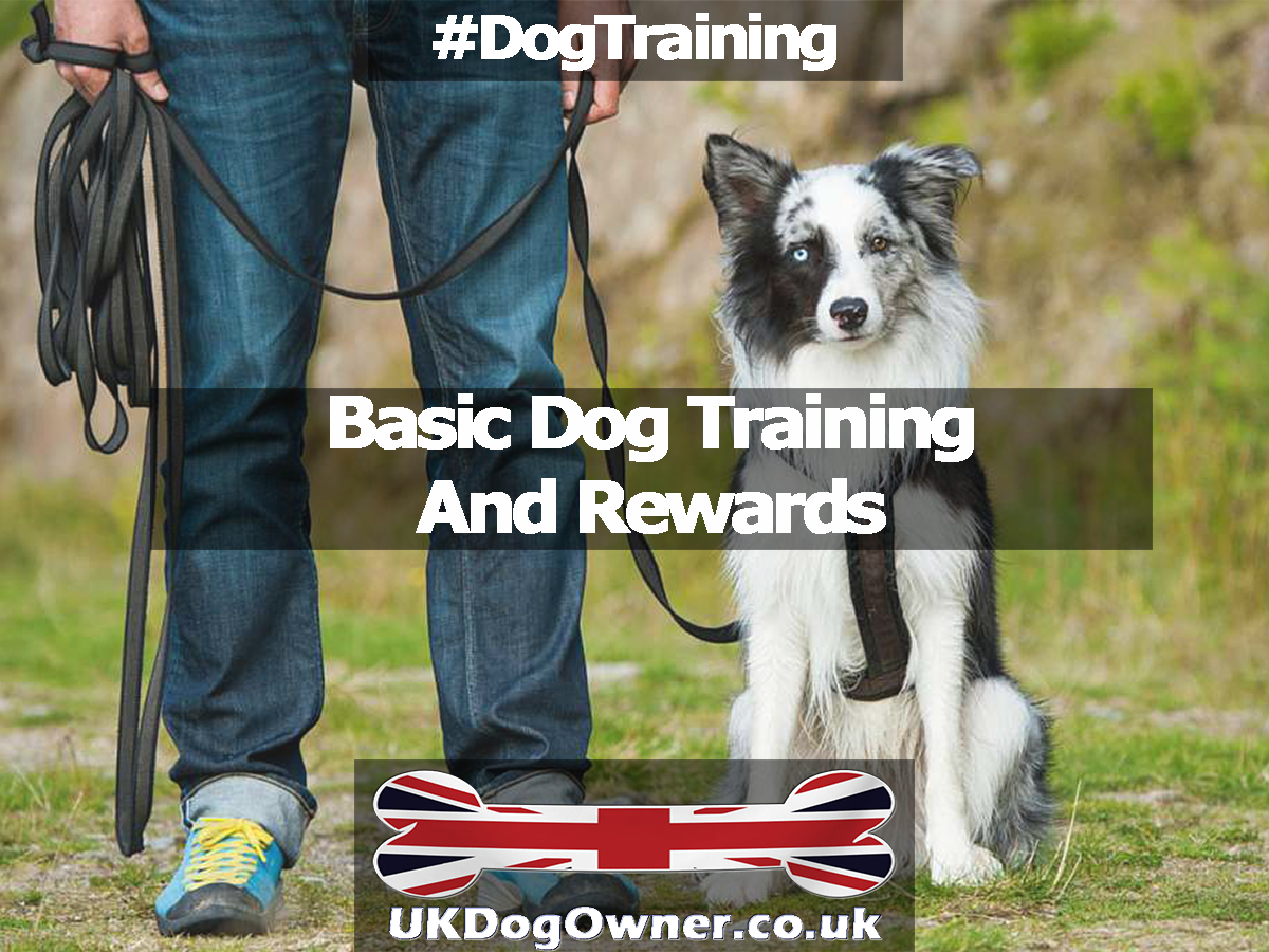 what are basic dog commands