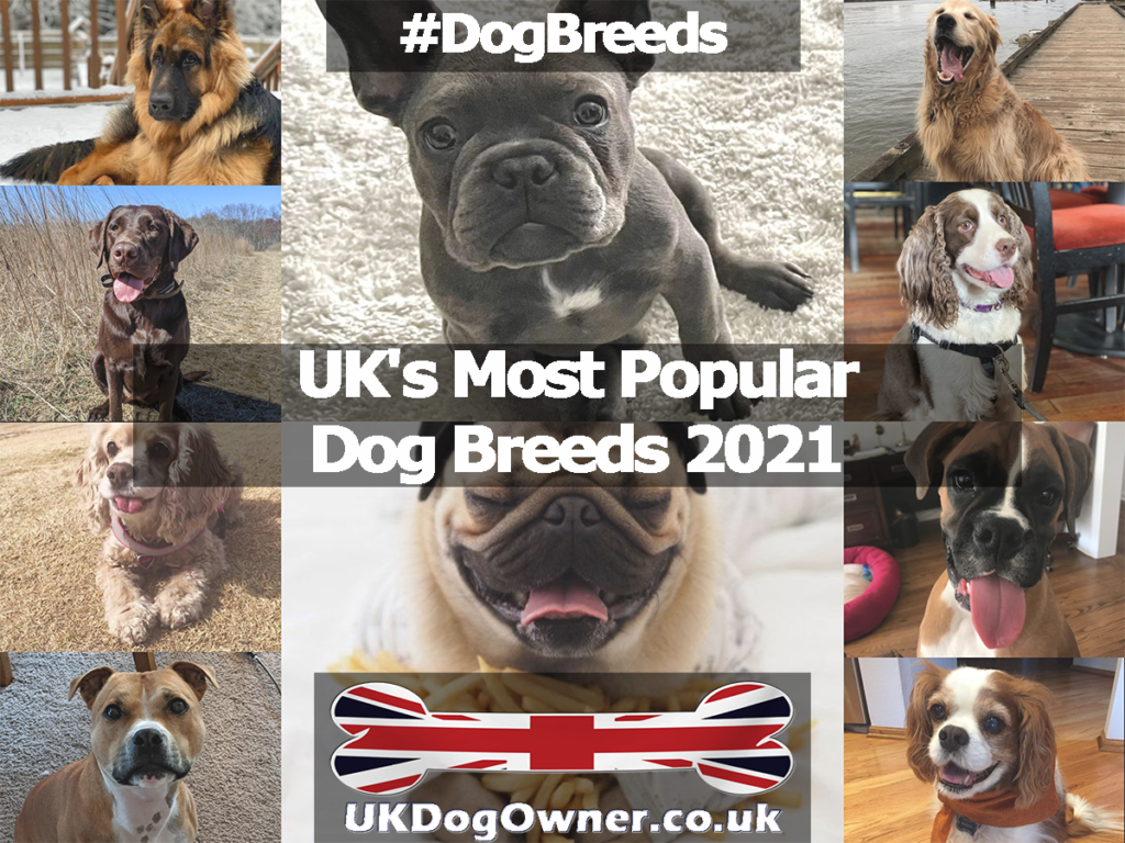 UK Most Popular Dogs 2021 - UK Dog Owner