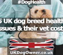 5 UK dog breed health issues & their vet costs