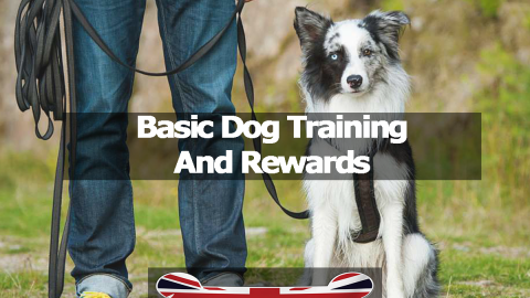 Basic Dog Training And Rewards