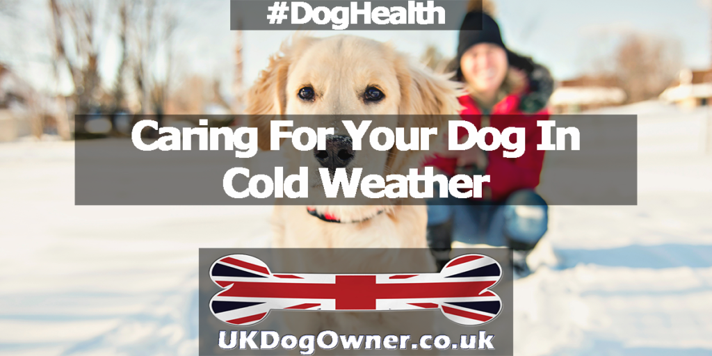 Caring For Your Dog In Cold Weather
